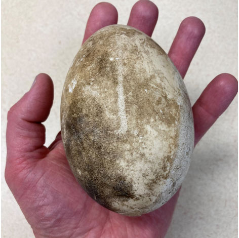 A hand holds a large trumpeter swan egg.