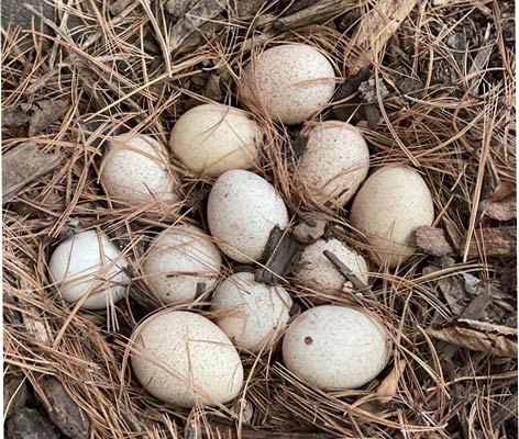 A wild turkey nest holds several eggs.