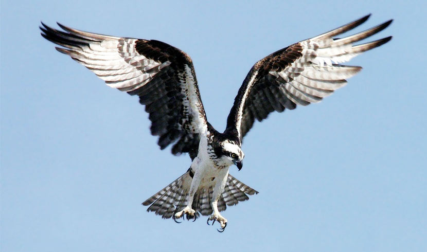 image of osprey flying
