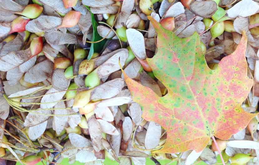 A large maple leaf and maple seeds on the ground,
