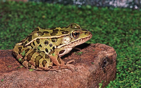 A green frog with black spots sits on a rock.