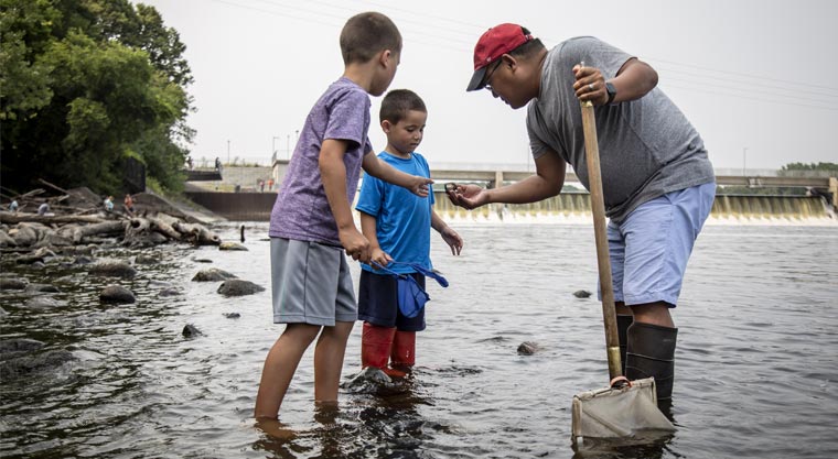 A man and his two sons stand in the Mississippi River with a net, looking for critters.