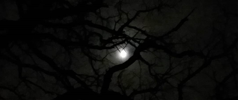 a glowing moon with twisting branches silhouetted against it.