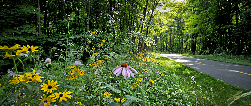 A paved trail with flowers runs through a forest