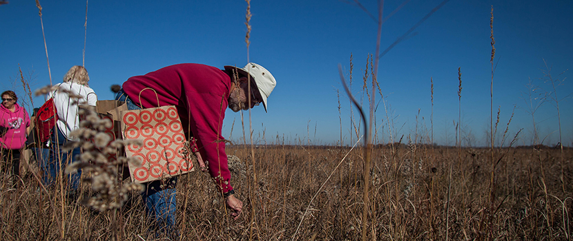 A man picks seeds from a prairie