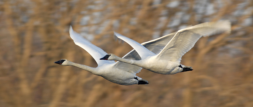 Two swans flying 