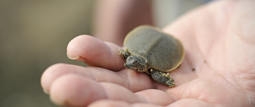 A tiny turtle is held in the palm of a hand