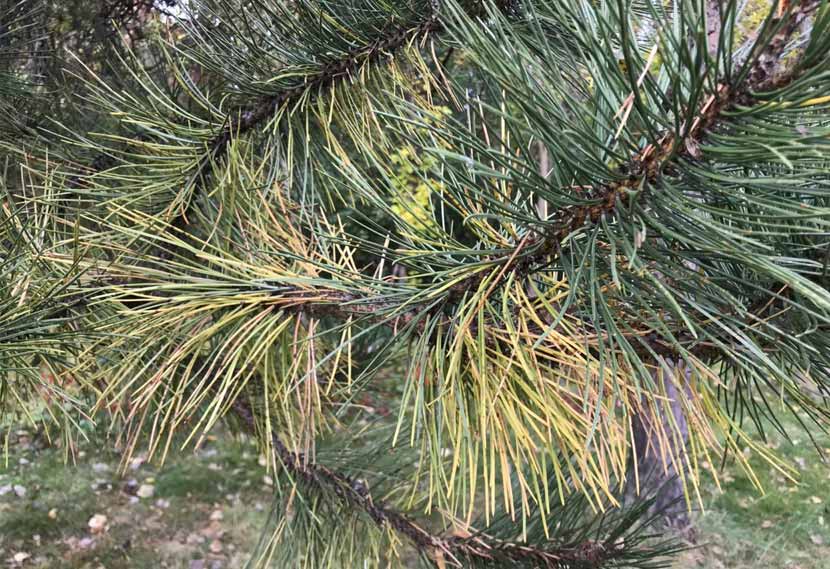 Needles start to yellow on a pine tree branch.
