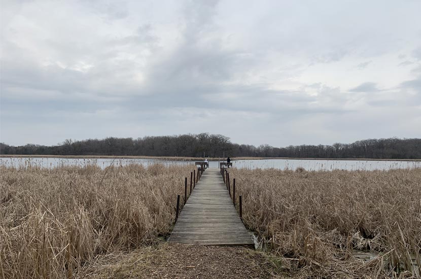 A long wooded dock cuts through cattails before jutting out into a lake.
