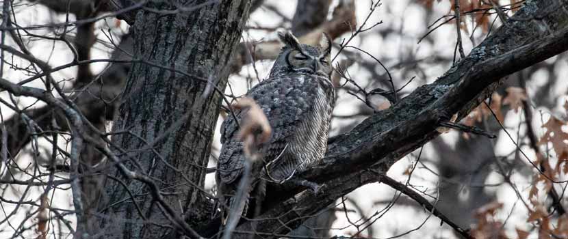 A great horned owl closes its eyes in a tree.