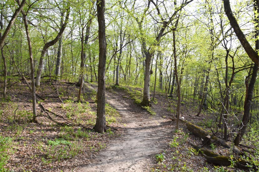 A steep dirt trail goes through the woods in spring.