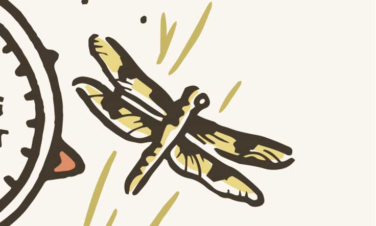 An illustration of a dragonfly, as it appears in The Wandering Naturalist's graphic.