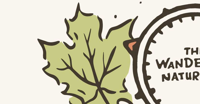 An illustration of a maple leaf, as it appears in The Wandering Naturalist's graphic.