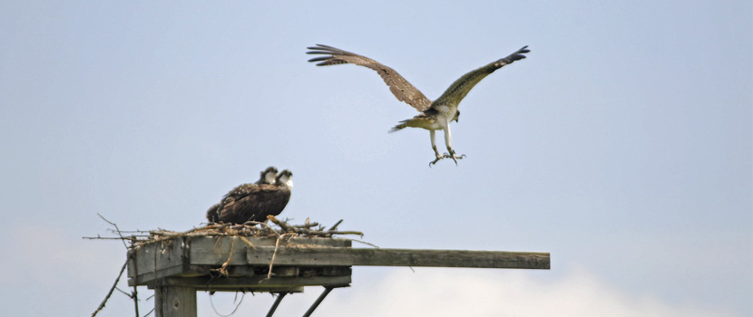 An osprey takes off from it's next on a wooden platform. Two young osprey watch it leave.