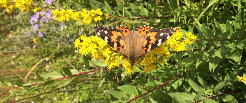 painted lady butterfly sits on a flower