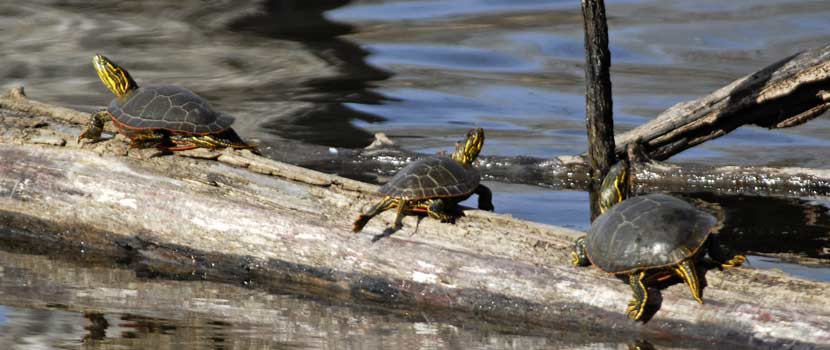 painted turtles on a log