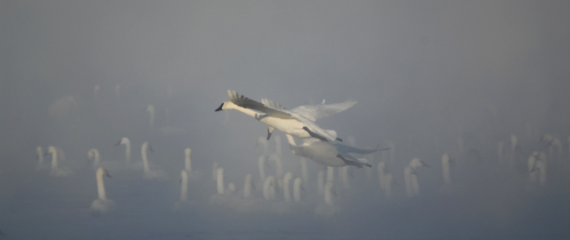 Trumpeter swans fly over over a misty lake full of floating swans.