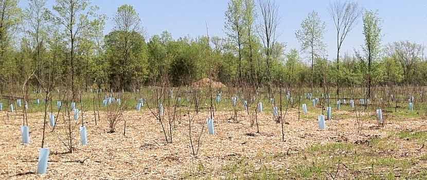 several small maple trees with plastic wrapped around their trunks.