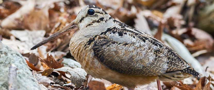 An American woodcock blends in with brown, dried leaves on the ground.