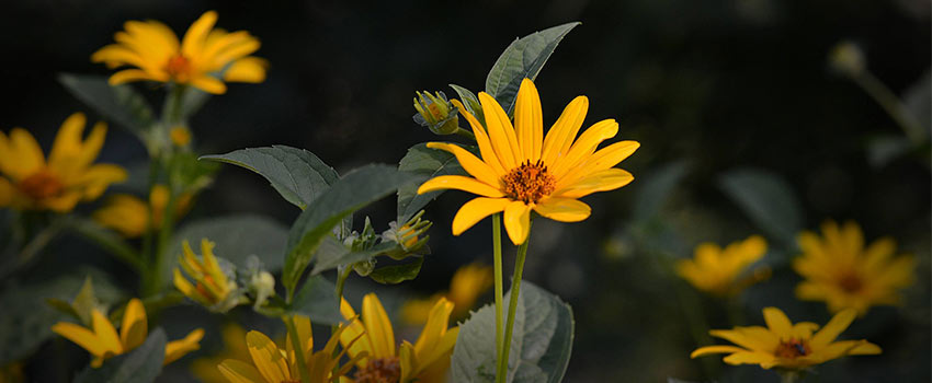 A yellow flower with green leaves.