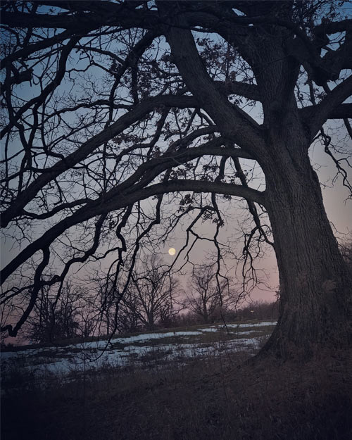 a large tree with twisting branches silhouetted against a blue-purple sky with a full moon shining through the branches.
