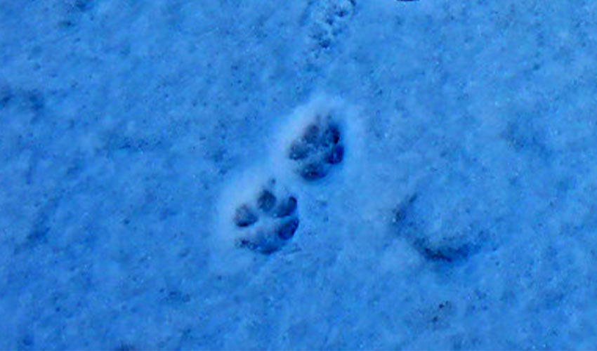coyote tracks