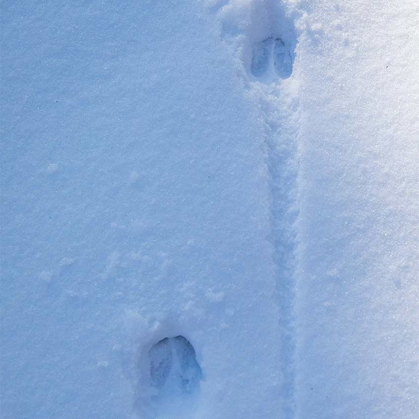 two deer tracks in the snow