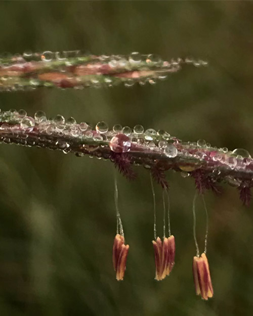 a branch covered in dew drops with small reddish flowers hanging from it.