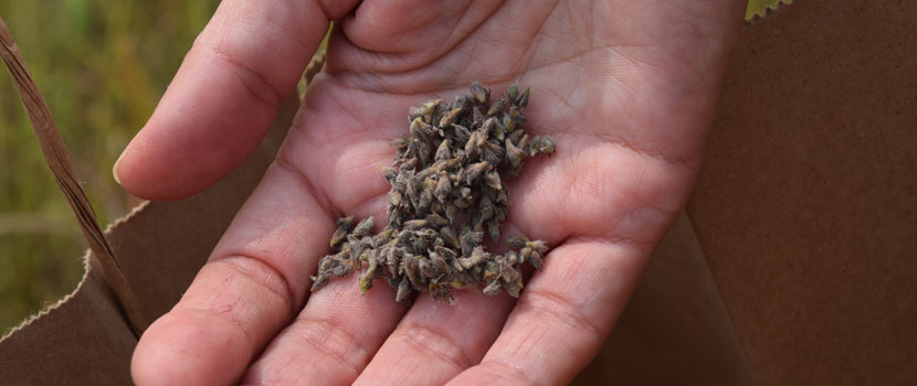 a close-up image of seeds in person's hand.