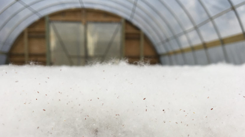 fuzzy white material with tiny seeds in it in a rounded greenhouse.