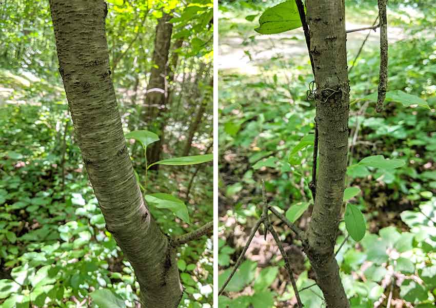 two photos comparing young bark on a black cherry tree to bark on a buckthorn tree