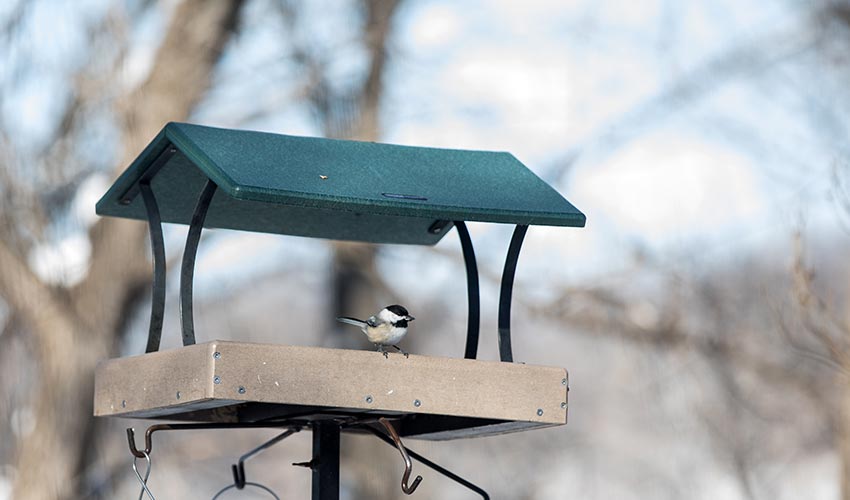 black-capped chickadee at a feeder