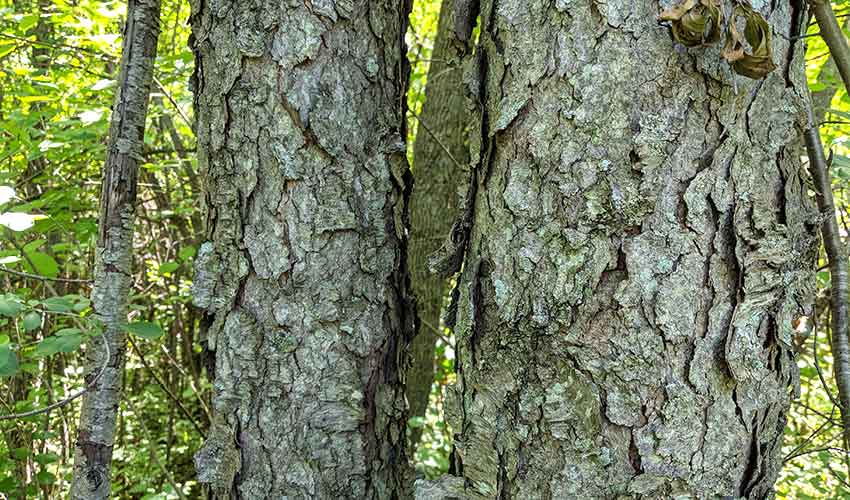 older, scaly bark on a black cherry tree