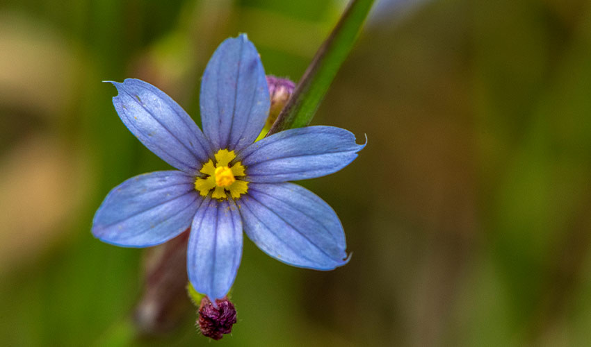 close up of a Blue-eyes Grass Flower