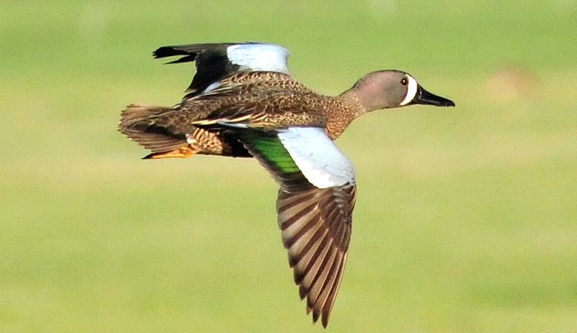 A blue-winged teal, a type of waterfowl, flies through the air.