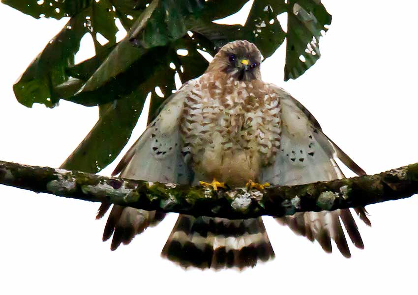 Broad-winged Hawk on a branch.
