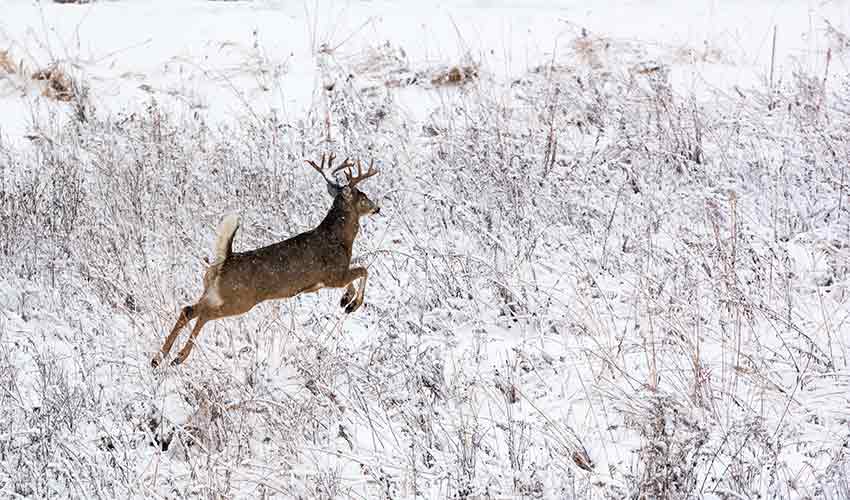 white-tailed deer running through snowy meadow