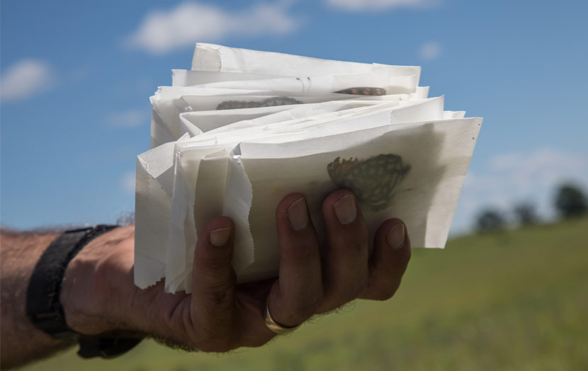 A hand holds a stack of butterflies in small envelopes.