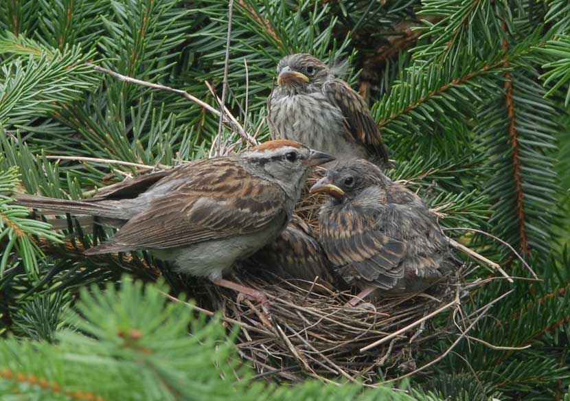 An adult chipping sparrow and two juvenile chipping sparrows sit on a nest in a pine tree.