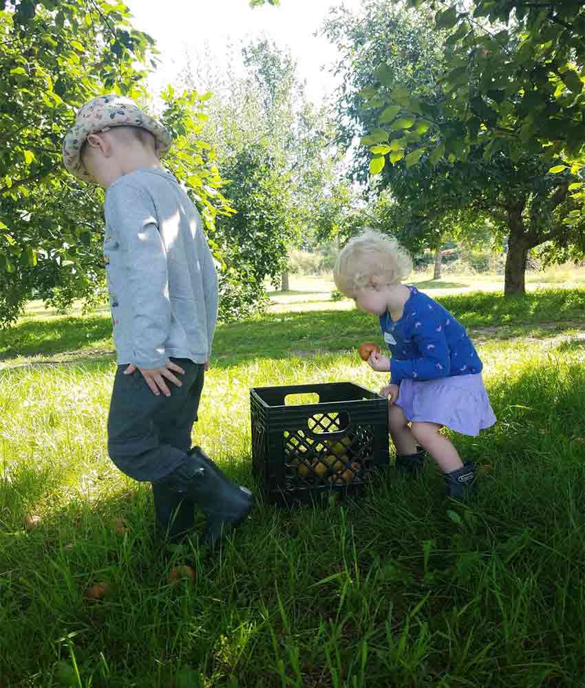 a young blond boy and young blond girl picking apples in the grass