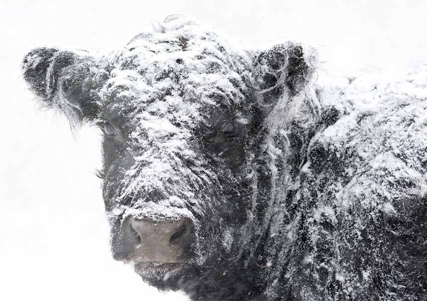 black angus cow covered in snow