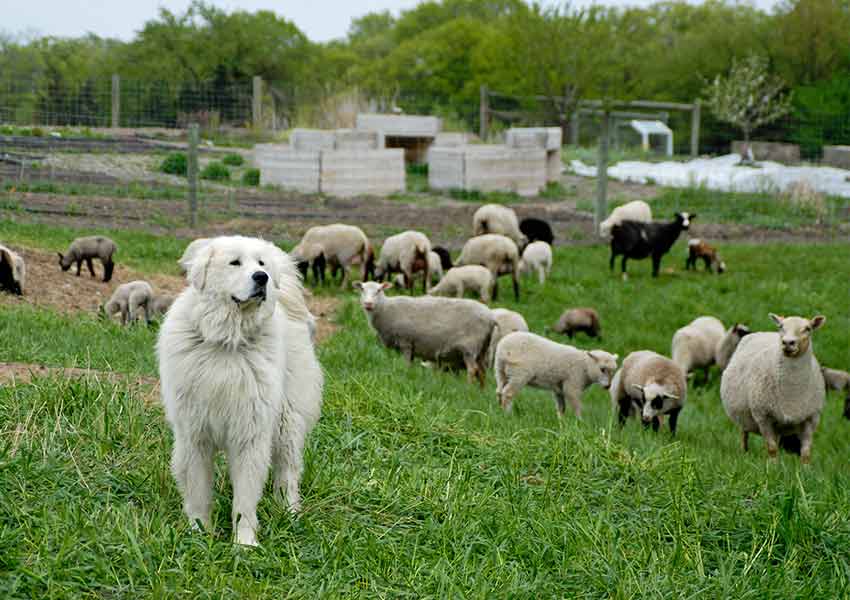 a white Great Pyrenees dog on a small grassy slope with a wire fence and brown Finn sheep behind her at Gale Woods Farm in Minnetrista, Minnesota 