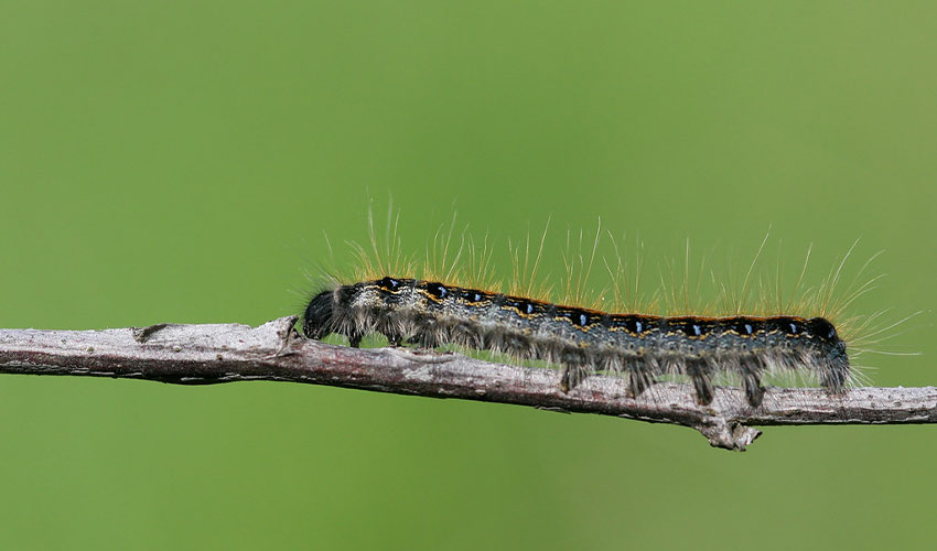 eastern tent caterpillar on a twig
