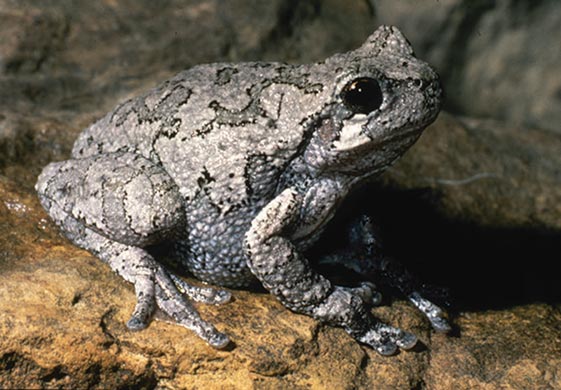 A gray frog.