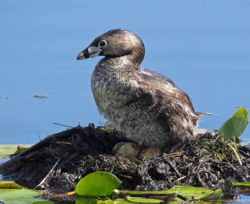 A pied-billed grebe sits in a nest in water.