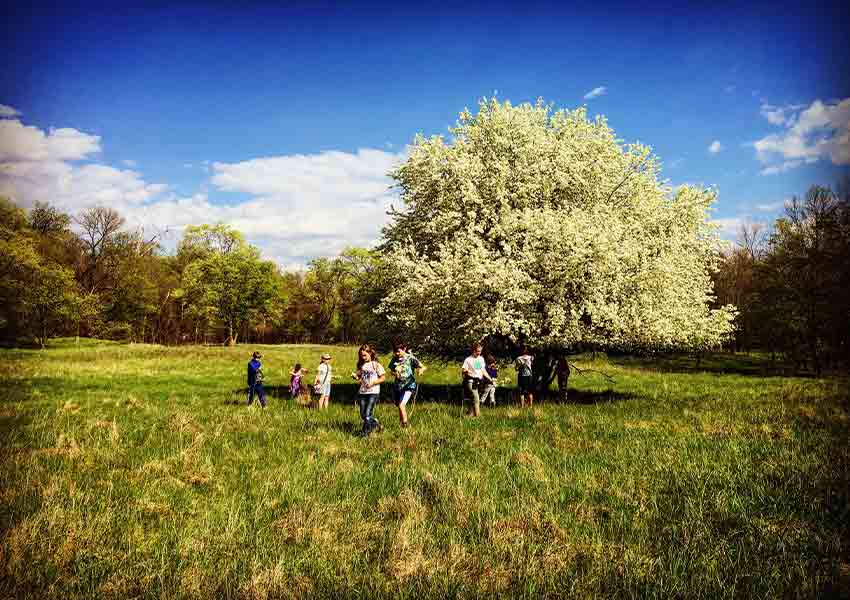 Group of hikers in meadow with flowering tree at Mississippi Gateway Regional Park.