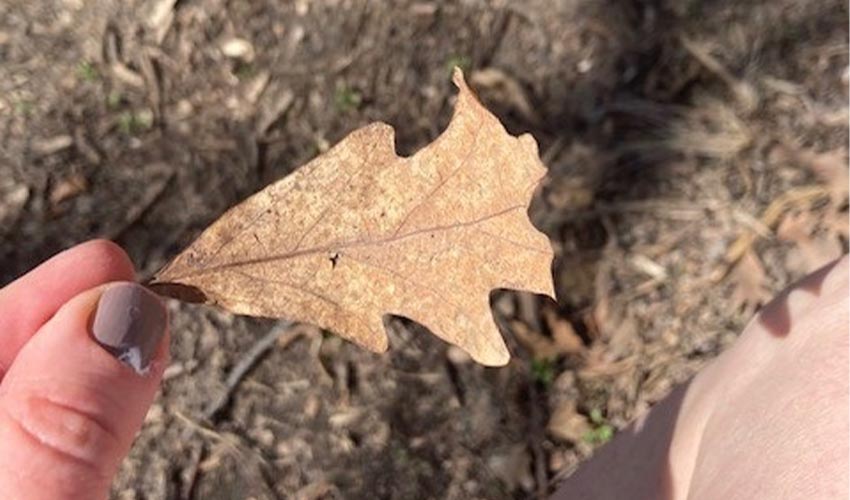 Thumb holding an oak leaf.