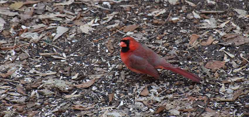 male cardinal on the ground