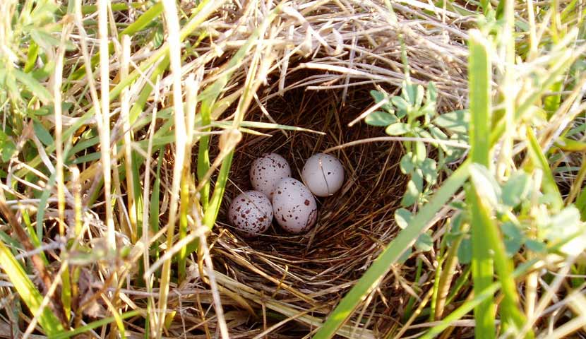 A clutch of small white, speckled eggs lay in a circular nest set among tall grasses.