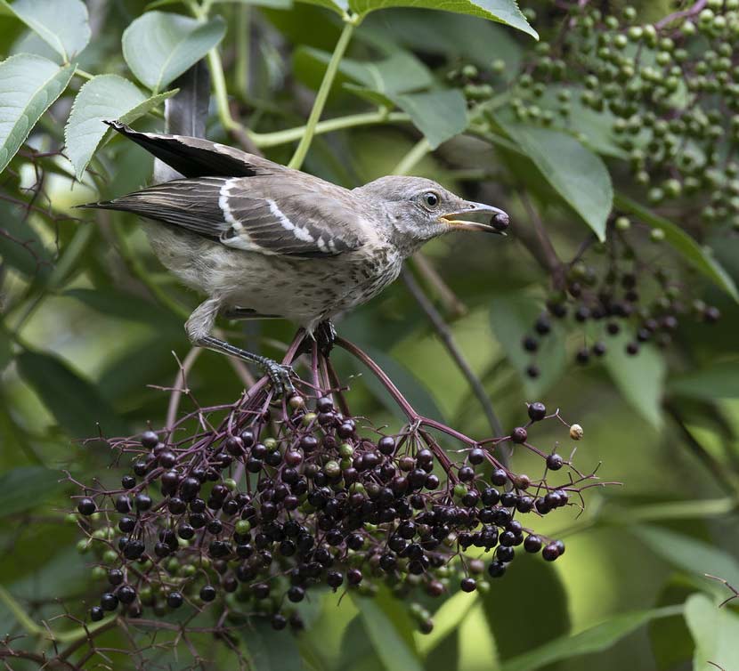 A grayish bird eats a dark berry from a common elderberry plant.